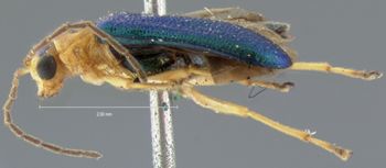 Media type: image; Entomology 18299   Aspect: habitus lateral view